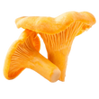 Лисички